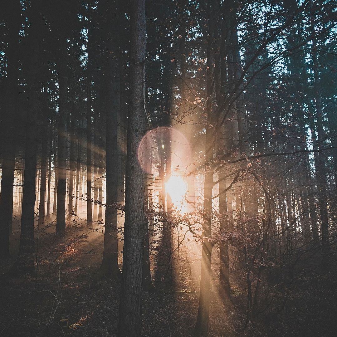 Wald mit Sonnenstrahlen
